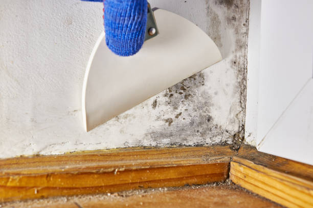 Best Mold Odor Removal Services  in Westfield Center, OH